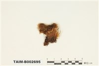 藏品(曲尾苔屬)的圖片